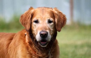 Hund Joshi glücklich vermittelt