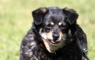 Hund Karlinka glücklich vermittelt