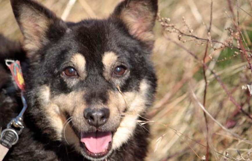 Hund-Kucita-trauriges Trauriges - wenn ein Tier die Regenbogenbrücke überquert