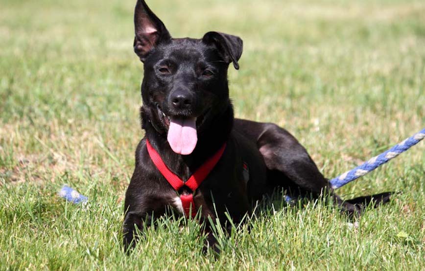 Hund-Mali-glücklich-vermittelt Hausmeister gesucht im Tierschutzliga-Dorf