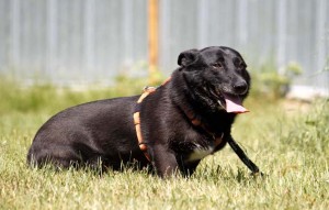 Hund Merle glücklich vermittelt