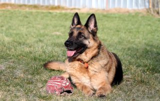 Hund Nele glücklich vermittelt
