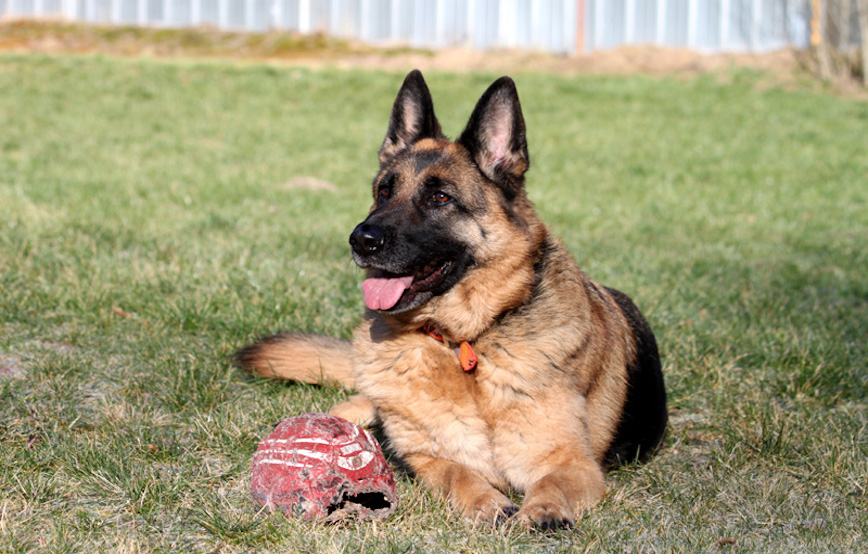 Hund-Nele-glücklich-vermittelt Hausmeister gesucht im Tierschutzliga-Dorf