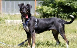 Hund Nessi glücklich vermittelt