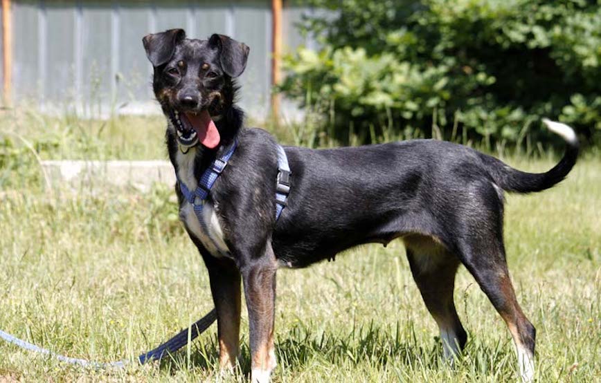 Hund-Nessi-glücklich-vermittelt Zuhause gefunden - Tierschutzliga Dorf