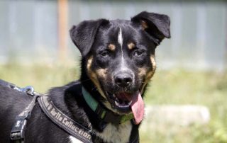 Hund Ozzy glücklich vermittelt