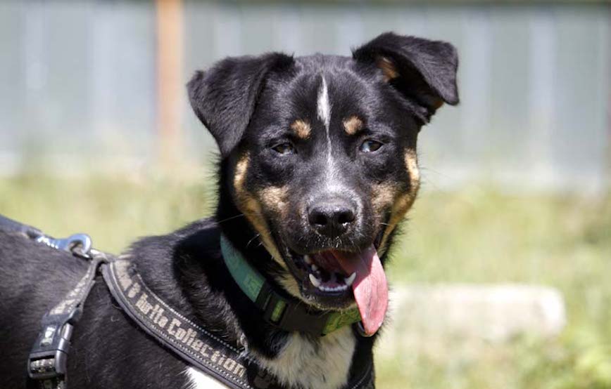 Hund-Ozzy-glücklich-vermittelt Zuhause gefunden - Tierschutzliga Dorf