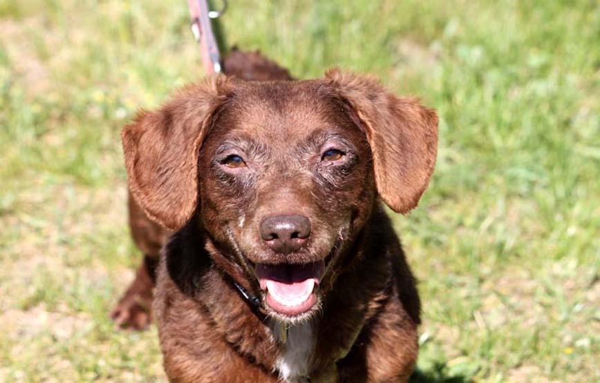 Hund-Rosi-glücklich-vermittelt Hausmeister gesucht im Tierschutzliga-Dorf