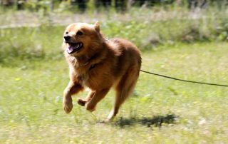 Hund Spajki glücklich vermittelt