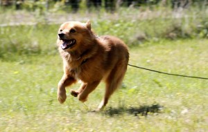 Hund Spajki glücklich vermittelt