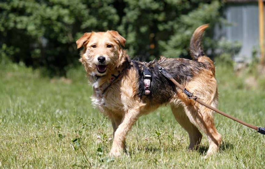 Hund-Tasza-glücklich-vermittelt Zuhause gefunden - Tierschutzliga Dorf