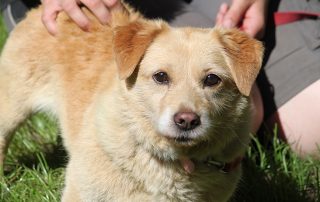 Hund Tino glücklich vermittelt