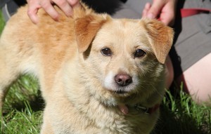 Hund Tino glücklich vermittelt