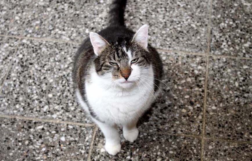 Purzel-glücklich-vermittelt Zuhause gefunden - Tierschutzliga Dorf