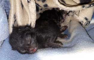 babykatzen-nabelschnur-notfellchen1 Kaum geboren, fast verloren