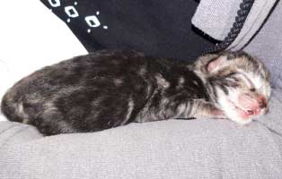 babykatzen-nabelschnur-notfellchen2 Kaum geboren, fast verloren