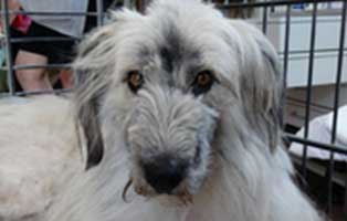 hund rumänien daisy aufnahmepatenschaft