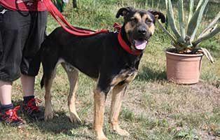 rumaenien-hunde-angekommen-beryt Endlich angekommen - 6 Hunde aus der Smeura dem größten Tierheim der Welt