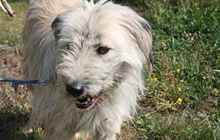 rumaenien-hunde-angekommen-daisy Endlich angekommen - 6 Hunde aus der Smeura dem größten Tierheim der Welt