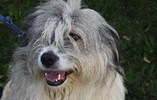 rumaenien-hunde-angekommen-laky Endlich angekommen - 6 Hunde aus der Smeura dem größten Tierheim der Welt