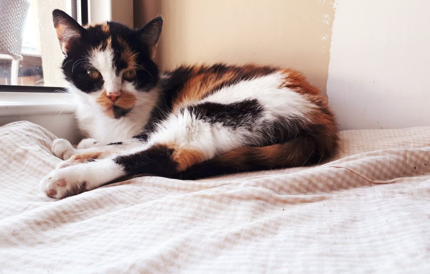 Trixie genießt ihren Fensterplatz