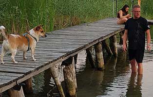 gonzo-hund-erster-urlaub-steg Olli ist in seiner Familie sehr beliebt