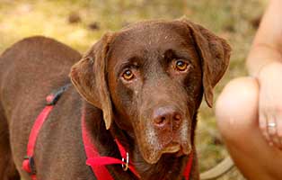 hund-ben-gluecklich-vermittelt Zuhause gefunden - Tierschutzliga Dorf