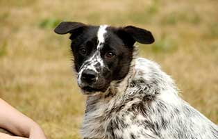 hund-fidi-gluecklich-vermittelt Hausmeister gesucht im Tierschutzliga-Dorf