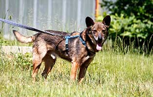 hund-finn-gluecklich-vermittelt Hausmeister gesucht im Tierschutzliga-Dorf