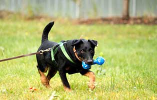 hund-flax-gluecklich-vermittelt Hausmeister gesucht im Tierschutzliga-Dorf