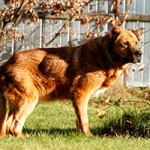 hund-leobär-verstorben-gassi-1-150x150 Leobär - Ruhe in Frieden