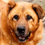 hund-leobär-verstorben-schaut-1-150x150 Leobär - Ruhe in Frieden