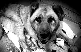 hund-leobär-verstorben Trauriges - wenn ein Tier die Regenbogenbrücke überquert