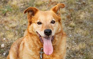 hund-tony-gluecklich-vermittelt Zuhause gefunden - Tierschutzliga Dorf