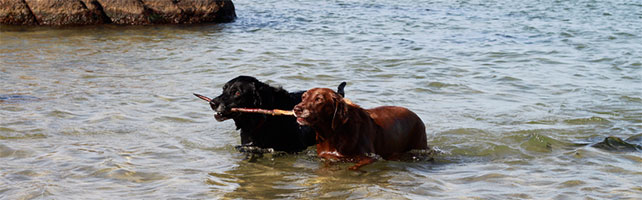 urlaub-mit-hund-hunde-stock Urlaub mit Hund - Die schönsten Orte