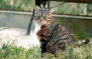 drago-gluecklich-vermittelt Zuhause gefunden - Tierschutzliga Dorf