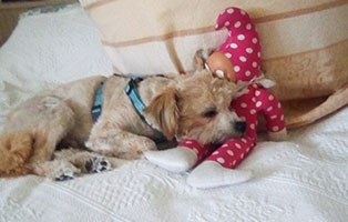 paulchen gluecklich vermittelt schläft