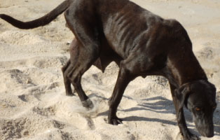 tierschutz-indien-abgemagert Ein Hundewelpe kommt ins Haus