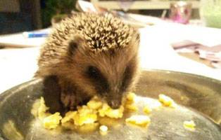 welttierschutztag-igel Welttierschutztag am 04.10.2018