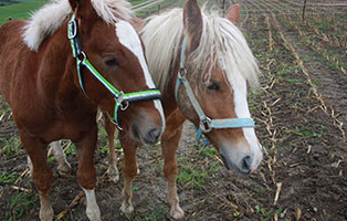 welttierschutztag-pferde Welttierschutztag am 04.10.2018