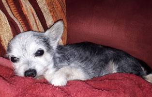 hund-tobi-ultraschall-untersuchung-couch Tobi - Ein kleiner, alter Hund braucht eine Ultraschall Untersuchung