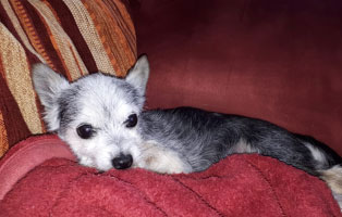 hund-tobi-ultraschall-untersuchung-decke Tobi - Ein kleiner, alter Hund braucht eine Ultraschall Untersuchung