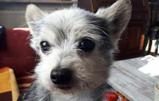 hund-tobi-ultraschall-untersuchung-schaut Tobi - Ein kleiner, alter Hund braucht eine Ultraschall Untersuchung