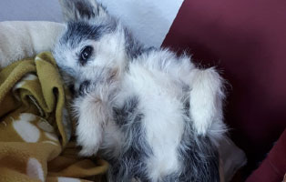 hund-tobi-ultraschall-untersuchung-schlaeft Tobi - Ein kleiner, alter Hund braucht eine Ultraschall Untersuchung