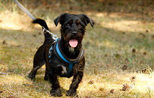 hunde-freddy-gluecklich-vermittelt Zuhause gefunden - Tierschutzliga Dorf