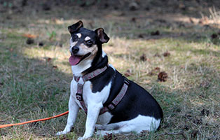 hunde-trixie-gluecklich-vermittelt Zuhause gefunden - Tierschutzliga Dorf