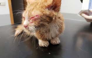 kater-katzenschnupfen-notfellchen-wollaberg-behandlung Mit Flöhen übersähter Kater braucht Hilfe
