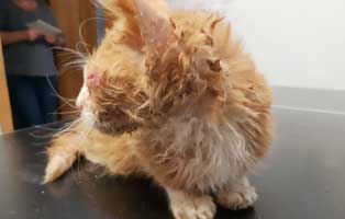 kater-katzenschnupfen-notfellchen-wollaberg Mit Flöhen übersähter Kater braucht Hilfe