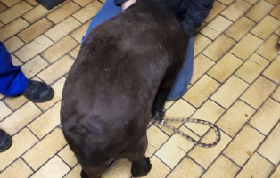 labrador-eischa-uebergewichtig-hinten Acht Jahre lang eingepfercht in einer Schweinebuchte