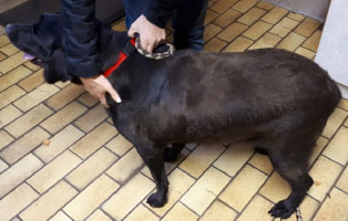 labrador-eischa-uebergewichtig Acht Jahre lang eingepfercht in einer Schweinebuchte